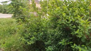 Один из дней города Евпатории | 4 июня 2021 год | Крым | ХАН БАТОН | XAH 6ATOH | VID_20210604_141831