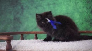 Bagira 2,5 месяца