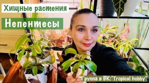 Непентес: результат укоренения спустя год🌱