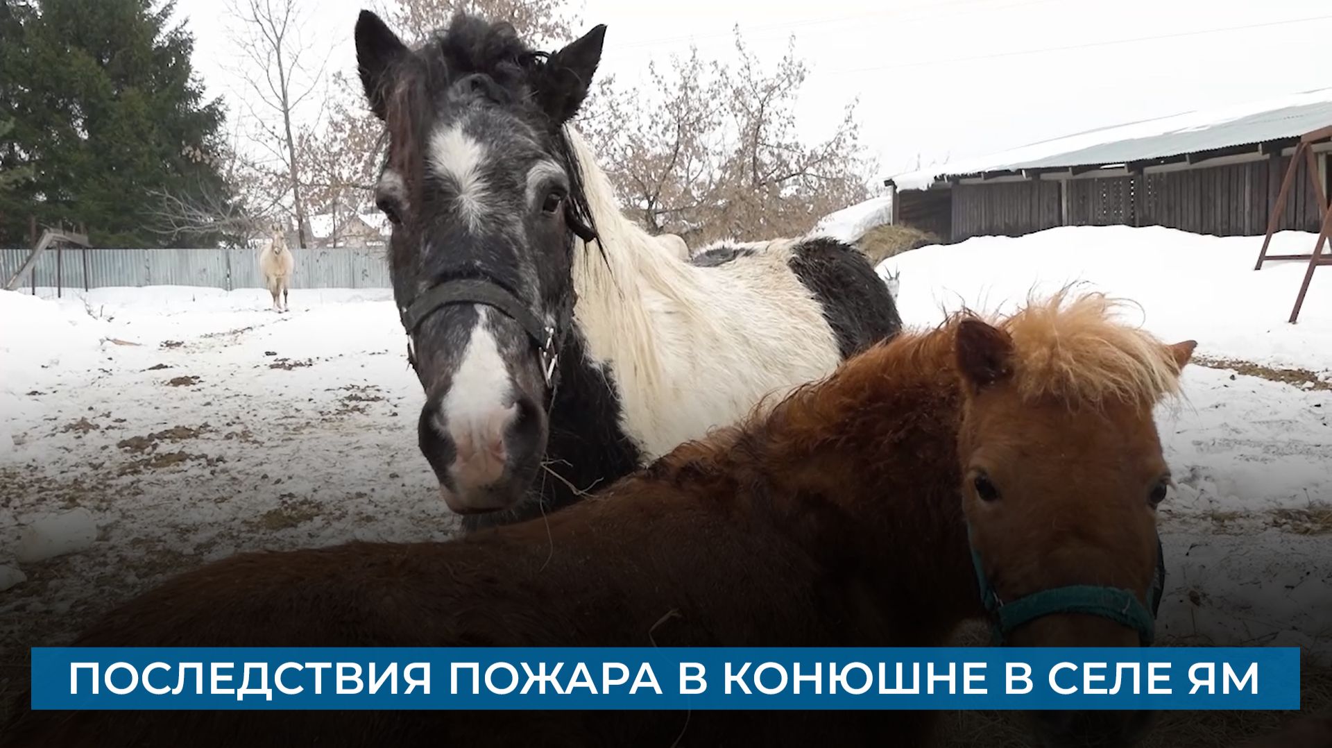 Последствия пожара в конюшне в селе Ям