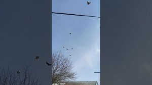 кормление, сальский р-н ростовская область (89895013708) Андрей