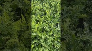 23.08.25  Арбузы, дыни.Обработка серой ,магий ,кальций ,калий,супфосфат.обработка по листу.Лен.обл