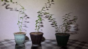 Голубика в Сибири. Оставил однолетние саженцы голубики до весны в квартире. НАЧАЛО МАРТА