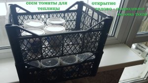 Сеем петунии на рассаду  и  томаты для посадки в теплицу.