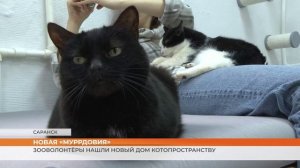 История с продолжением. В Саранске вновь можно прийти в котопространство