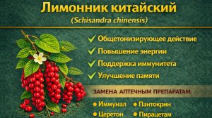 Лимонник китайский (Schisandra chinensis)
