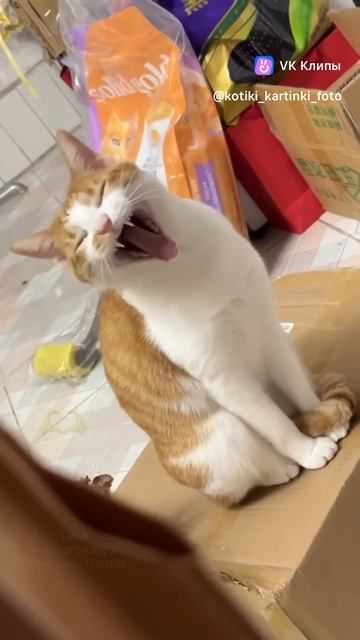 смешной кот