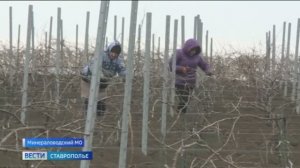 Масштабная обрезка виноградников стартовала на Ставрополье