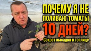 Все поливают СРАЗУ после высадки — я жду 10 дней. Вот почему урожай лучше