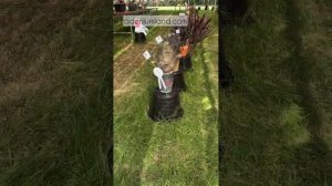 Бромелиевые на выставке в Бангкоке. Часть 2 – Эхмеи, хохенбергии, бильбергии