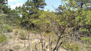 Медленный подъем в гору в заповеднике в Большом Утрише на Чёрном море в 37°С