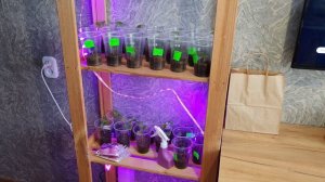 Про РАСПРЕДЕЛЕНИЕ / Рассада