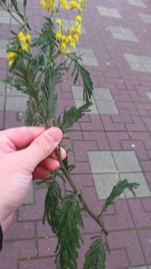 Первые цены на Мимозу в Геленджике. Как вам?