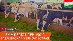🐄Коровы дают молоко до 4.7% жирности в жару до 50°С. Молочный скот в Таджикистане. Боксы для телят