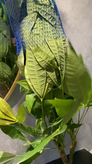 Распаковка большой Пахиры