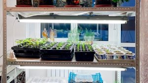 Авторский, надёжный стеллаж для рассады из готовых деталей