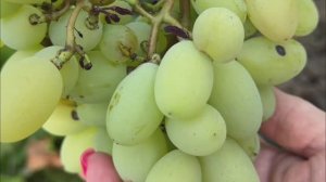 Виноград разных сортов в моем огороде