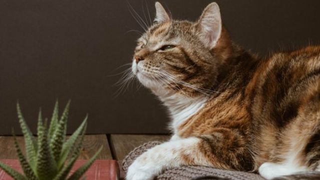 Комнатные растения опасные для кошек