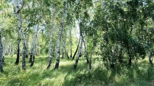 Березовая роща