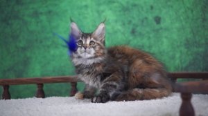 Claire 2,5 месяца