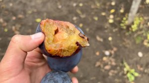 Слива Топ Гигант. Крупноплодный Скороплодный сорт. Маленькие Сады