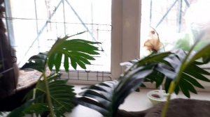 Котики на окошке.