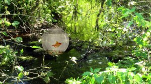 Течёт река...