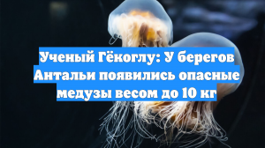 Ученый Гёкоглу: У берегов Антальи появились опасные медузы весом до 10 кг