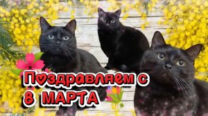 Поздравление с 8 марта от кошечек.