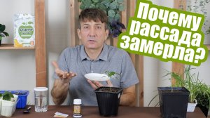 Вот почему НЕ РАСТЕТ РАССАДА
