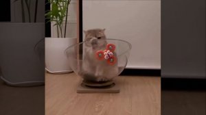 Не слишком умный