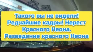 Такого вы не видели! Редчайшие кадры! Нерест Красного Неона. Разведение красного Неона