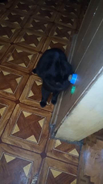 кота прёт от мяты