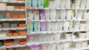 Семена в АШАНЕ