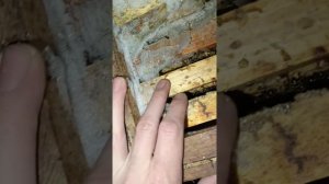 Проверка пчёл на наличие кормов подготовка выставке на точок