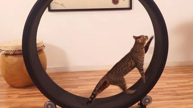 Катушка для кошек