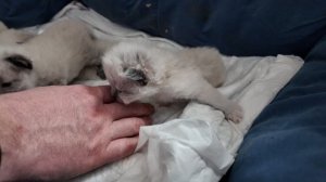 Котятам Ласки 19 дней