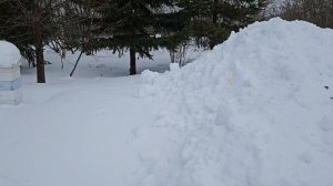 Первые итоги зимовки