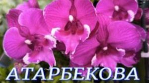 №1178/ МОРЕ красивых ОРХИДЕЙ к празднику в с/ц  на АТАРБЕКОВА