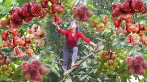 Собираю плоды яванского яблока. Торгую на рынке и забочусь о животных. Фуонг. Вьетнам