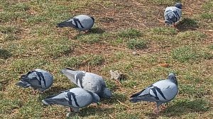 Голуби за едой. Птица голубь.Весна и голуби