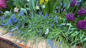 РЕПЕТИЦИЯ ВЕСНЫ в Аптекарском огороде!