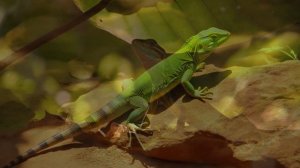 Как ящерицы тегу управляют своей температурой?