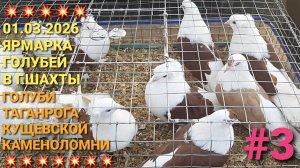 💥💥💥 01.03.26  Ярмарка голубей в г.Шахты. Голуби из Таганрога, Кущевской, Каменоломни. Часть 3