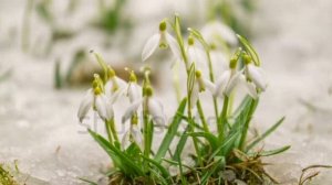 ВЕСЕННИЙ БЛЮЗ ЗВУЧИТ!