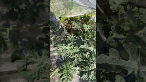 9.06.24г Лен.обл Арбузы открытый грунт . Прошло 22 дня как посадил арбузы