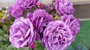 У розы Минерва необыкновенный окрас и интенсивный аромат.