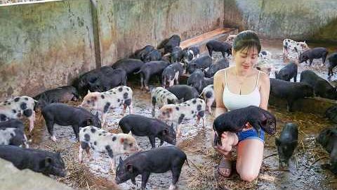 Ремонт и дезинфекция свинарника. Купите поросят для выращивания и собирайте маниоку для корма