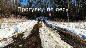 Прогулки по лесу. Дорога в лес. О фотоловушках. Что будет дальше?