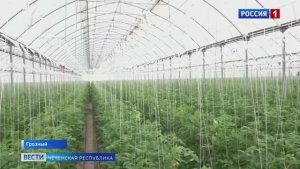 Фитосанитарный мониторинг тепличного комплекса «Овощи и фрукты»